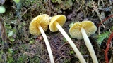 Inocephalus murrayi image