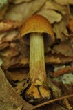 Cortinarius corrugatus image