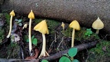 Inocephalus murrayi image