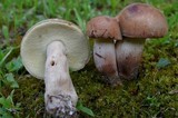 Tylopilus variobrunneus image