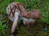 Tylopilus variobrunneus image