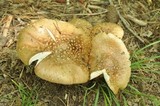 Amanita flavorubens image