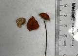 Marasmius siccus image