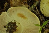 Russula compacta image