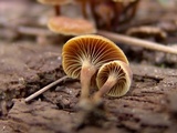 Xeromphalina cauticinalis image