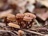 Xeromphalina cauticinalis image