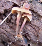 Xeromphalina cauticinalis image