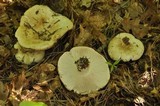 Russula compacta image