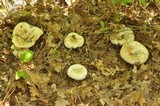 Russula compacta image