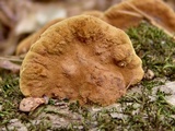 Phellinus gilvus image