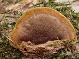 Phellinus gilvus image