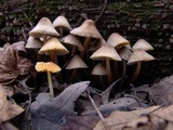 Mycena inclinata image