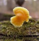 Mycena crocea image