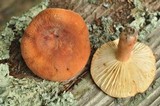 Lactarius hygrophoroides image