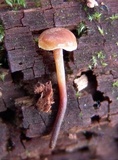 Xeromphalina cauticinalis image