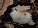 Cuphophyllus virgineus image