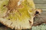 Hypomyces luteovirens image