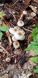 Mycena subcaerulea image