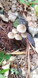 Mycena subcaerulea image
