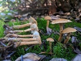 Cystoderma amianthinum image