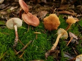 Cystoderma amianthinum image