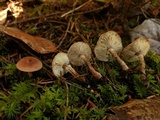 Cystodermella granulosa image