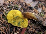 Phylloporus arenicola image