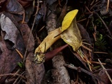 Phylloporus arenicola image