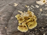 Flavodon flavus image
