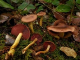 Cortinarius smithii image