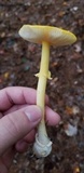 Amanita frostiana image