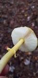 Amanita frostiana image