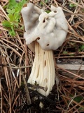 Helvella crispa image