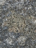 Carbonea latypizodes image