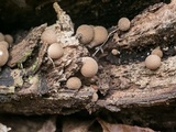 Lycoperdon subincarnatum image