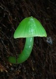Gliophorus viridis image