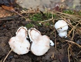 Entoloma abortivum image