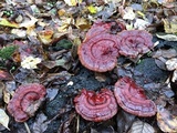 Ganoderma sessile image