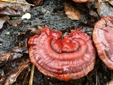 Ganoderma sessile image