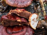 Ganoderma sessile image