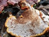 Ganoderma sessile image