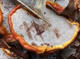 Ganoderma sessile image