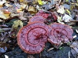 Ganoderma sessile image