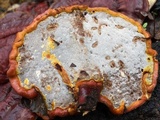 Ganoderma sessile image