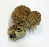 Sparassis crispa image