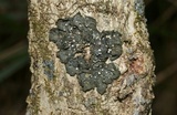 Collema leucocarpum image