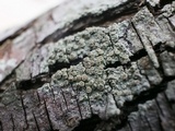Lecanora strobilina image