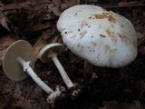 Amanita aestivalis image