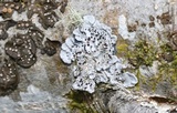 Degelia gayana image