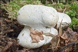 Clitopilus prunulus image